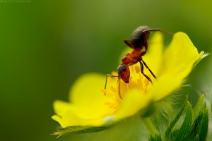 ant_and_a_flower 